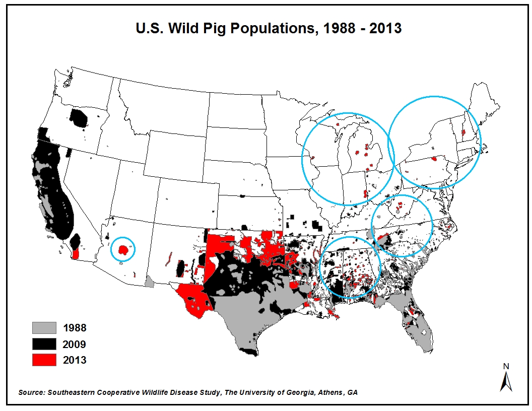 A map of the US showing the growth and location of wild pig populations