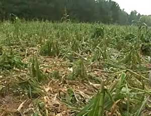 Crop Damage Caused by Wild Pigs