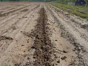 Damage to a Recently Planted Corn Field