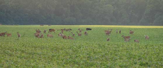 Deer Habitats can be Affected by Feral Hogs