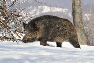 Euarasion Wild Boar