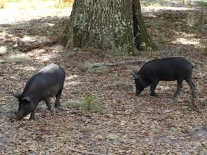 Wild pigs foraging for acorns