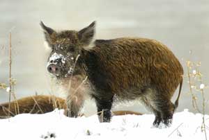 Wild Pig in Snowy Conditions