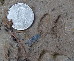 Feral Pig Track