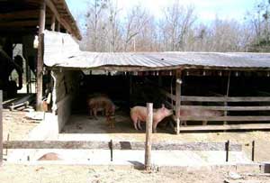 Hog Farm