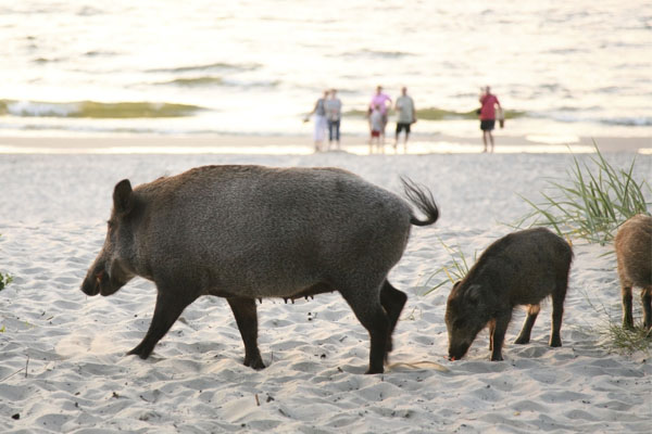 Wild Pigs