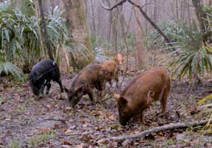 Wild Pigs in the Forest