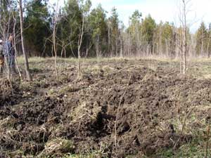 Rooting Feral Pig