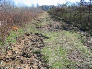 Soil Damage Caused by Rooting Pigs