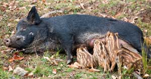 A Sow Nursing Piglets