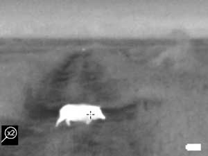 Thermal Image of a Wild Pig