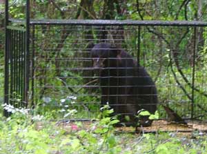 Black Bear Caught in Wild Pig Trap