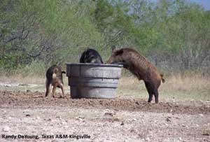 Water Trough