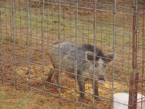 Wild Pig in a Cage Trap
