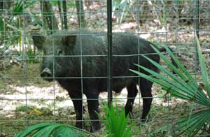 Wild Pig in Trap