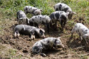 Wild Pigs Wallowing