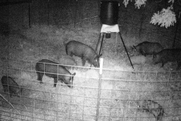 Wild Pig Management